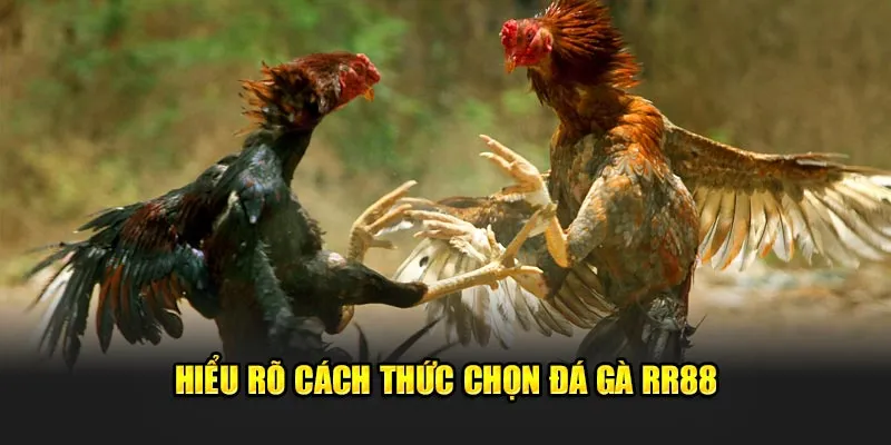 Hiểu rõ cách thức chọn đá gà Rr88