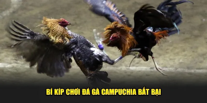 Bí kíp chơi đá gà Campuchia bất bại