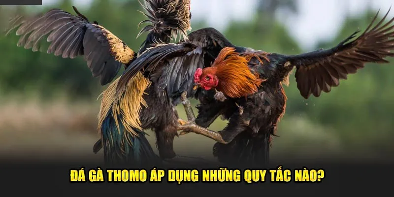 Đá gà Thomo áp dụng những quy tắc nào?