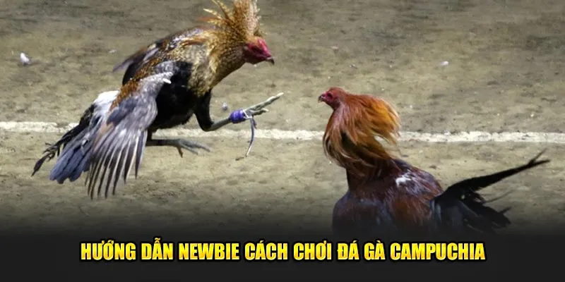 Hướng dẫn newbie cách chơi đá gà Campuchia