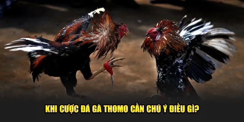 Khi cược đá gà Thomo cần chú ý điều gì?