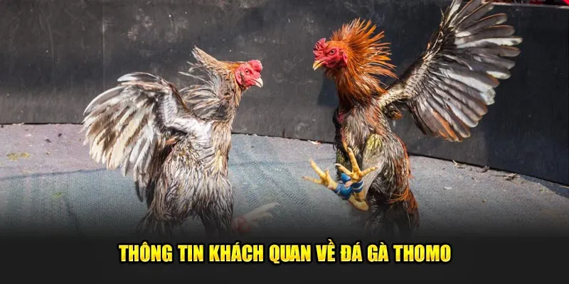 Thông tin khách quan về đá gà Thomo