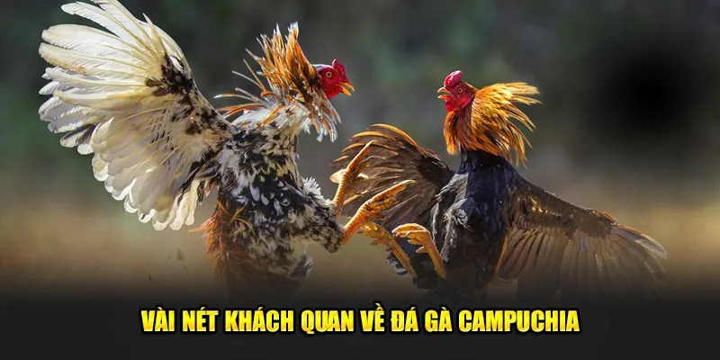 Vài nét khách quan về đá gà Campuchia