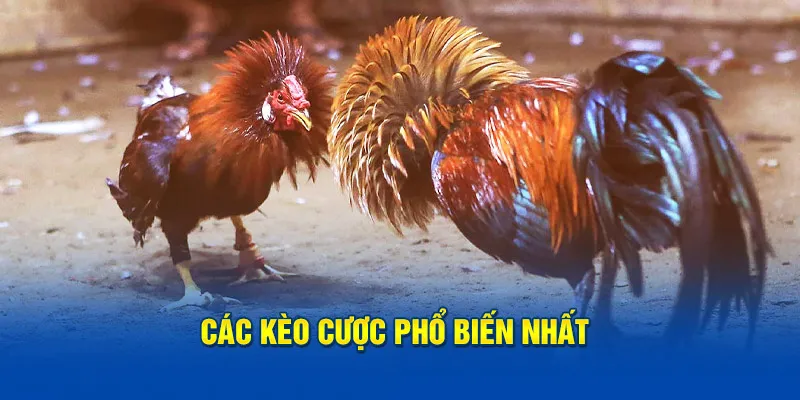 Các kèo cược phổ biến nhất