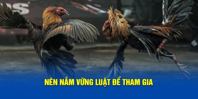 Nên nắm vững luật để tham gia