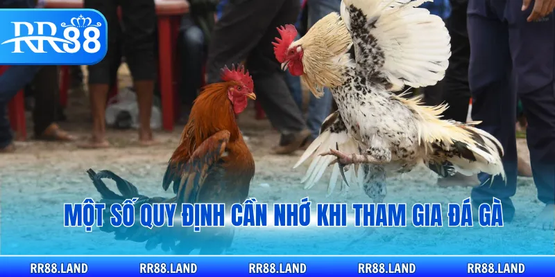 Một số quy định cần nhớ khi tham gia đá gà